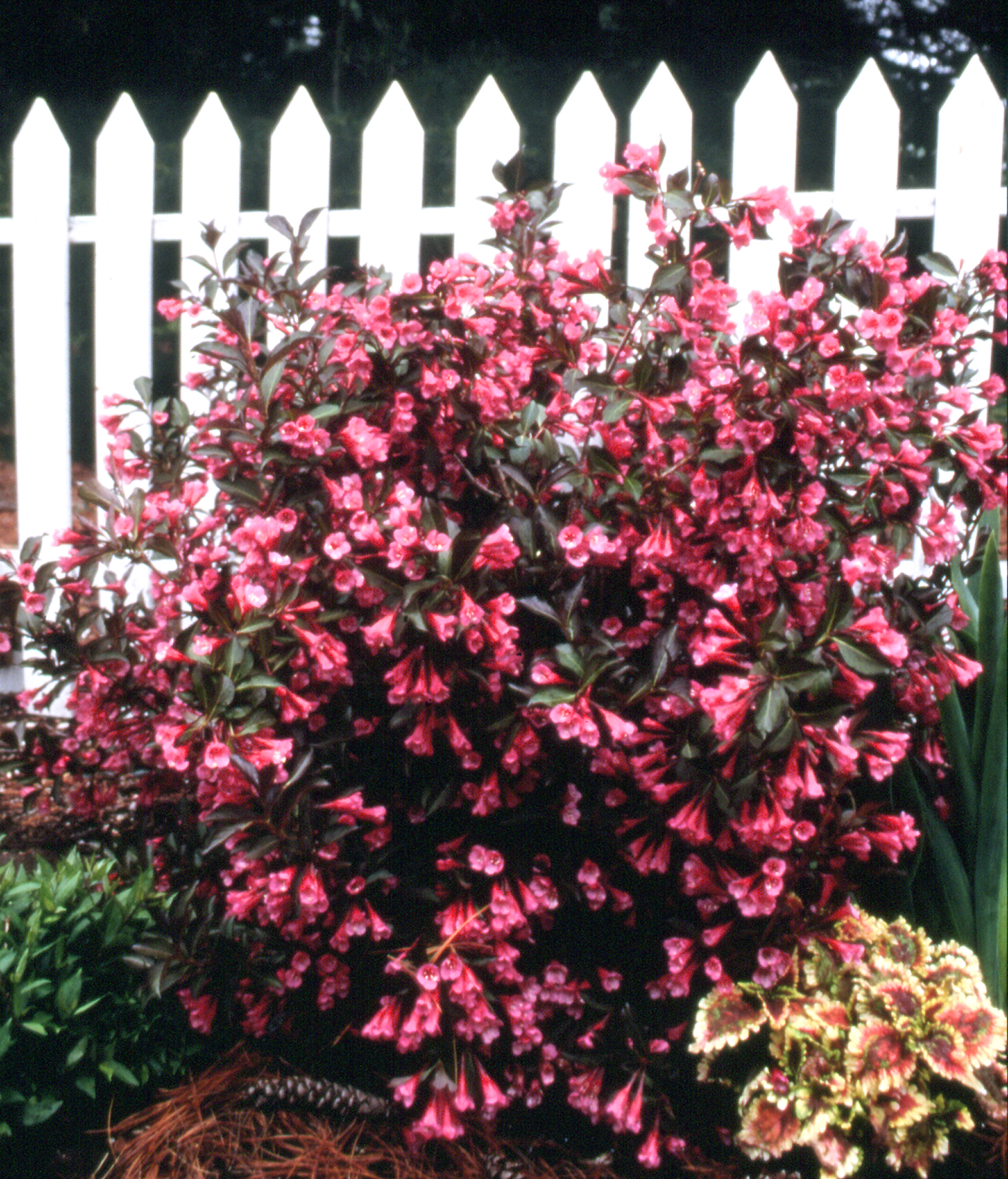 Вейгела цветущая Александра